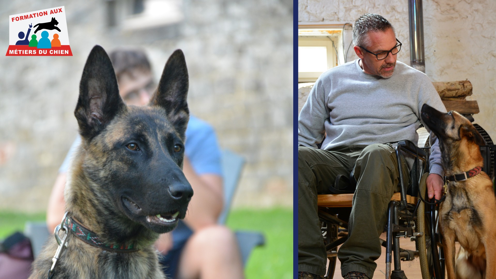 initiation en &eacute;ducation canine comportementalisme canin