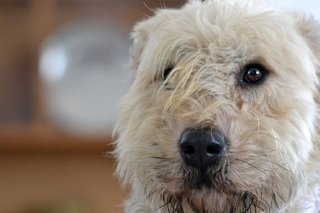 Notions d'élevage canin dans l'apprentissage du comportementalisme