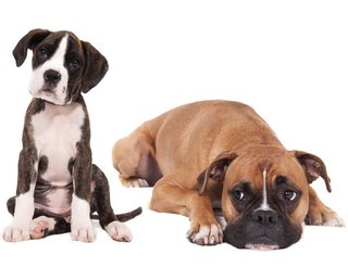 Etudes des races de chiens en formation canine