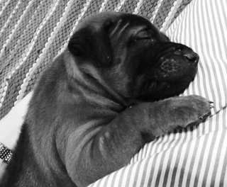 Bien choisir son chiot pour la famille