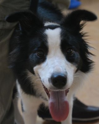 Sélection du chiot pour le sport canin