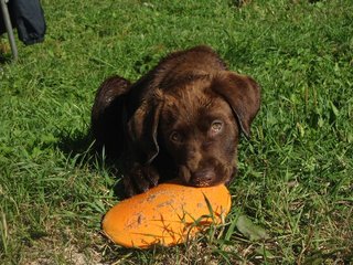 L'environnement du chiot