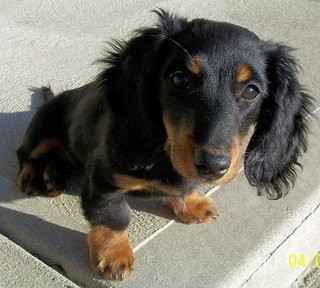 Désensibilisation de la peur chez le chien