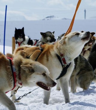 Aboiements chez le chien