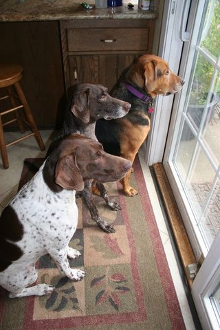 La socialisation du chien