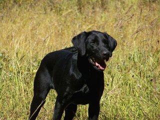 Chien anti-drogue