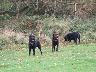 Chien de chasse