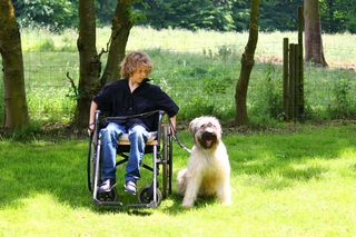 Le chien d'aide pour une personne en chaise roulante