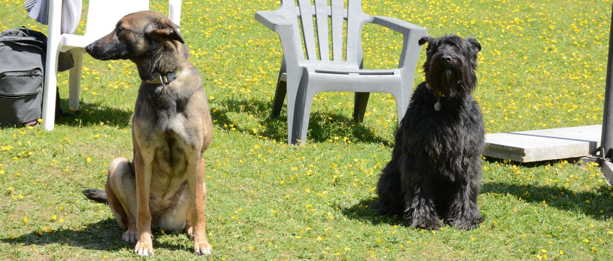 initiation en éducation canine comportementalisme canin