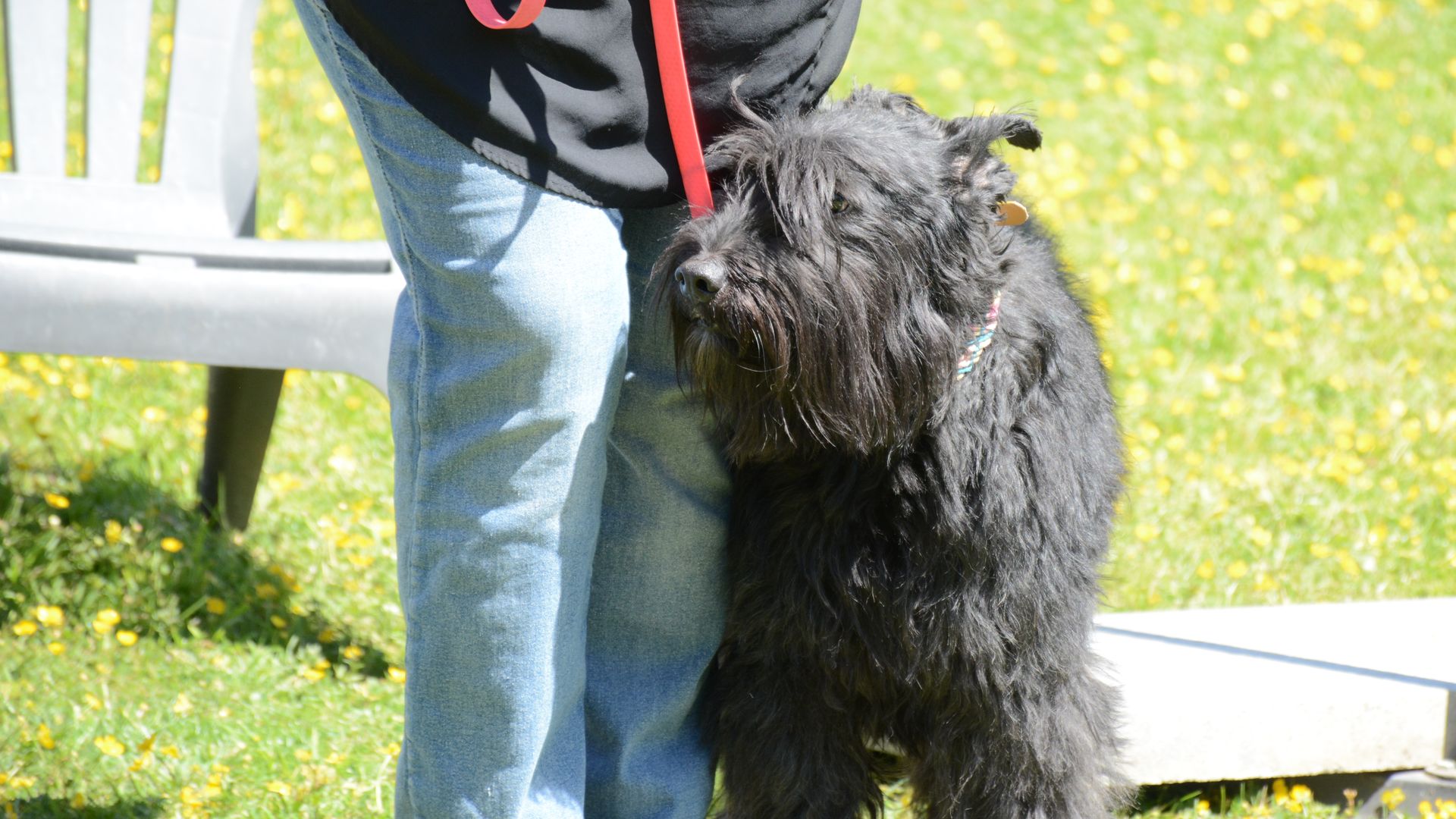 initiation en éducation canine comportementalisme canin